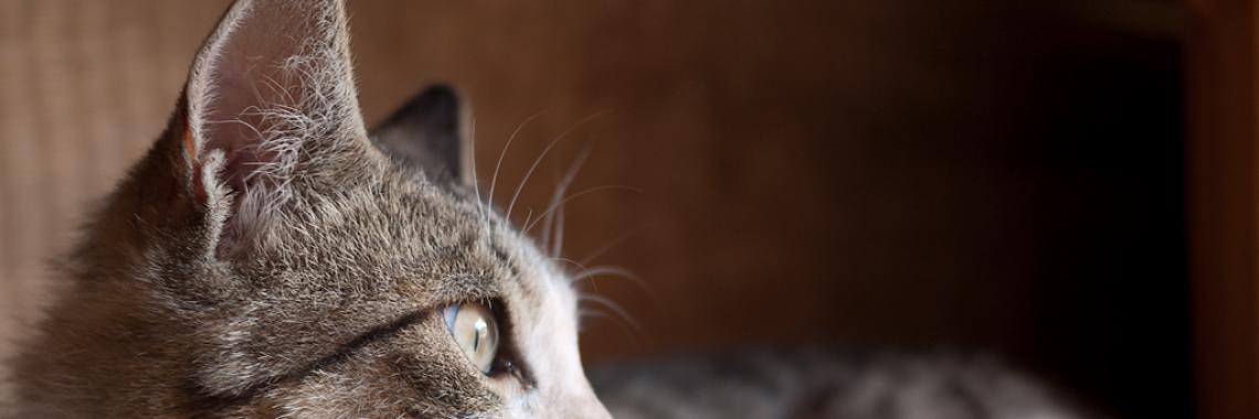 Bigcat Image