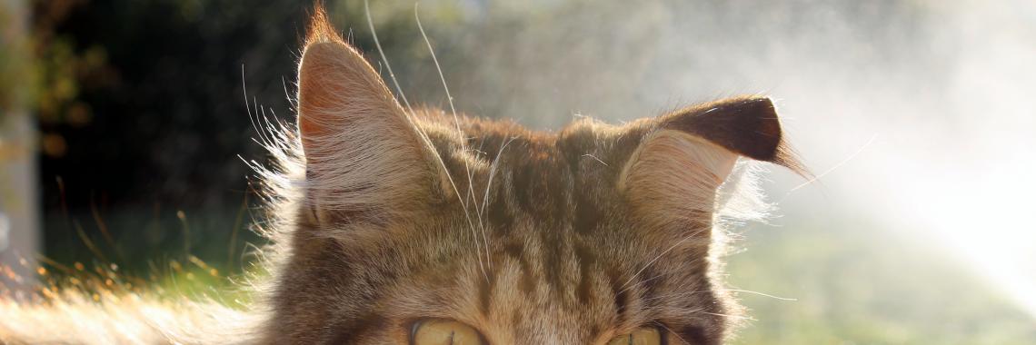 Bigcat Image
