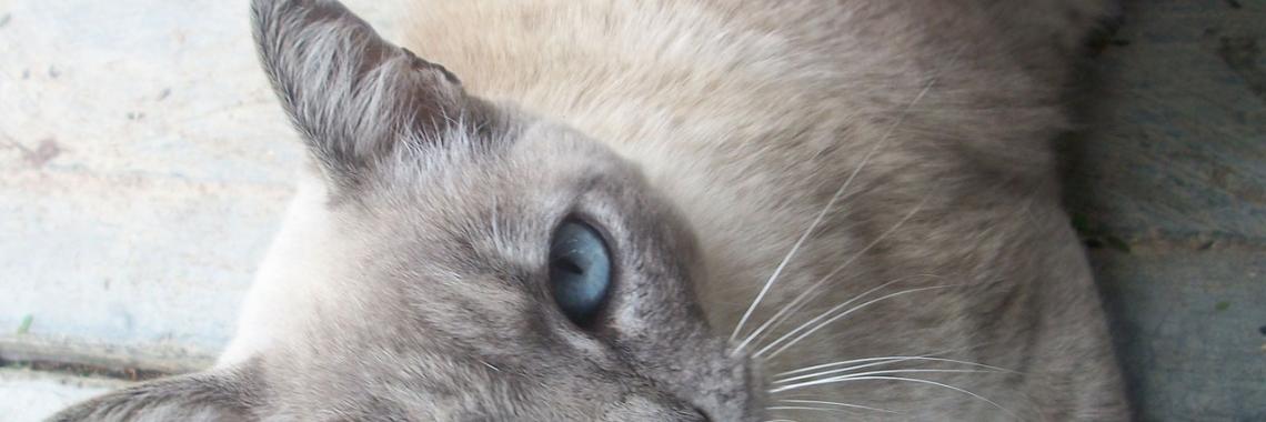 Bigcat Image