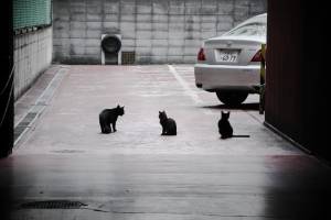 Cat Image