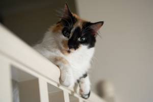 Cat Image