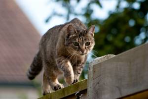 Cat Image