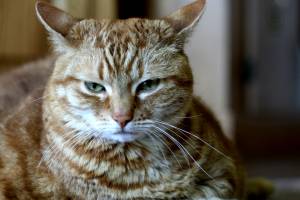 Cat Image