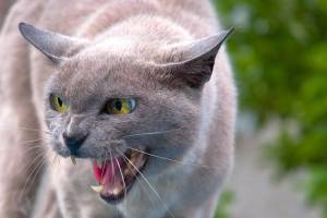 Cat Image