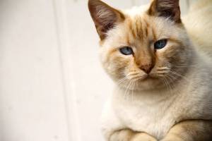 Cat Image